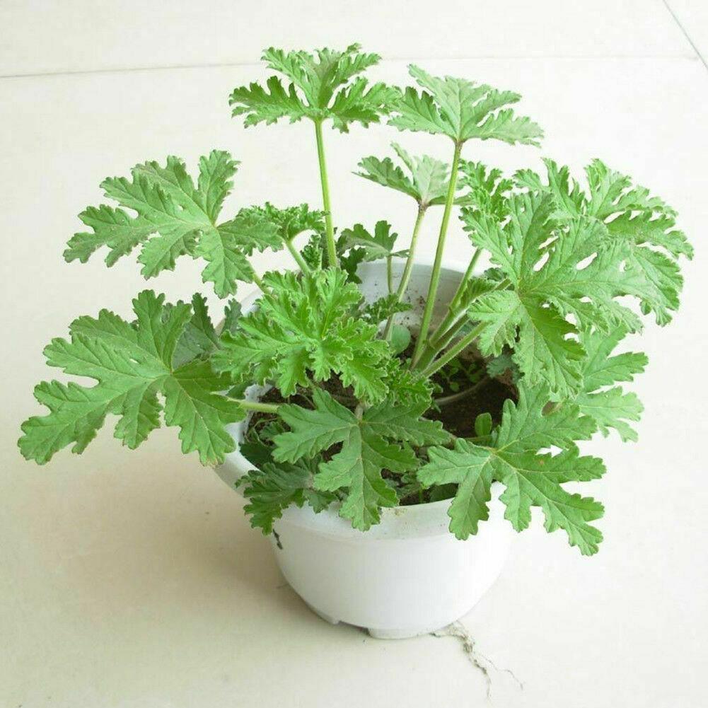 Small citronella plant growing in a white pot indoors