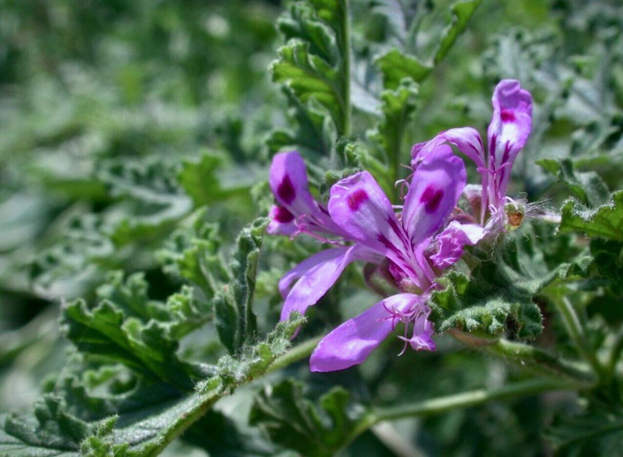 Vibrant purple citronella flower with dark markings surrounded by textured green foliage