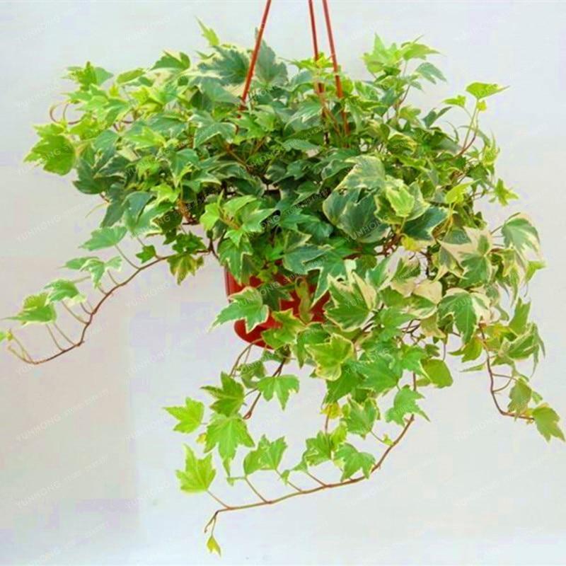 Climbing Ivy - 25+ Seeds - Seed World