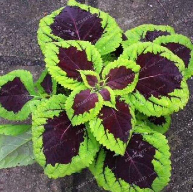 Coleus Hybridus Seeds - Seed World