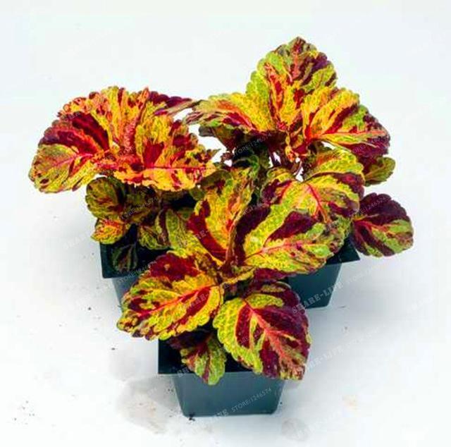 Coleus Hybridus Seeds - Seed World