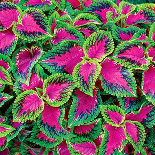 Coleus Hybridus Seeds - Seed World