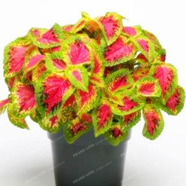 Coleus Hybridus Seeds - Seed World