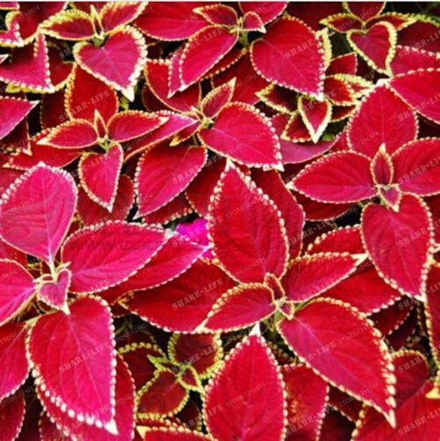 Coleus Hybridus Seeds - Seed World