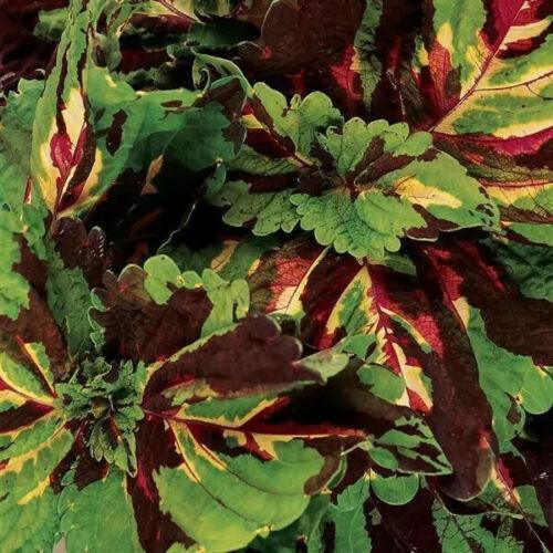 Coleus Hybridus Seeds - Seed World