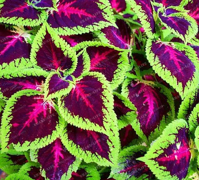 Coleus Hybridus Seeds - Seed World