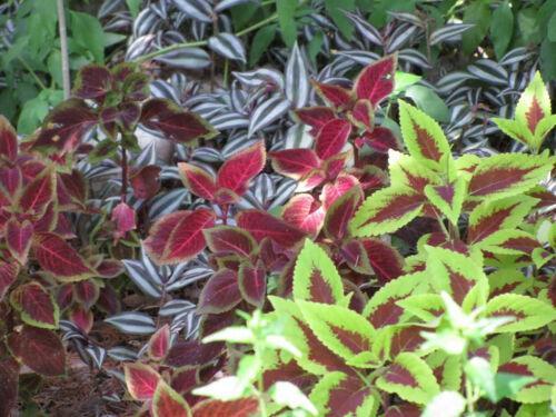 Coleus Hybridus Seeds - Seed World