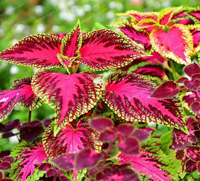 Coleus Hybridus Seeds - Seed World