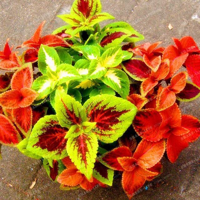 Coleus Hybridus Seeds - Seed World