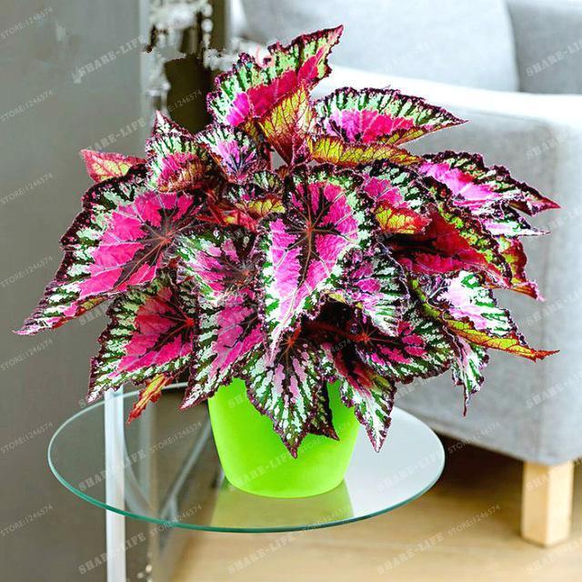 Coleus Hybridus Seeds - Seed World
