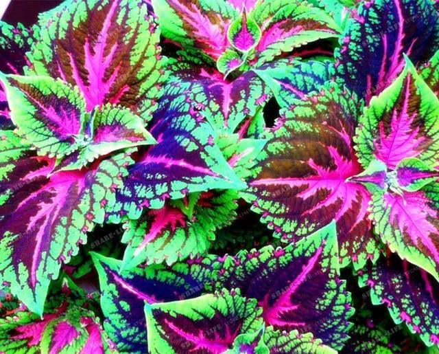 Coleus Hybridus Seeds - Seed World