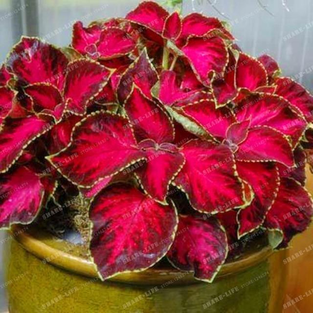 Coleus Hybridus Seeds - Seed World