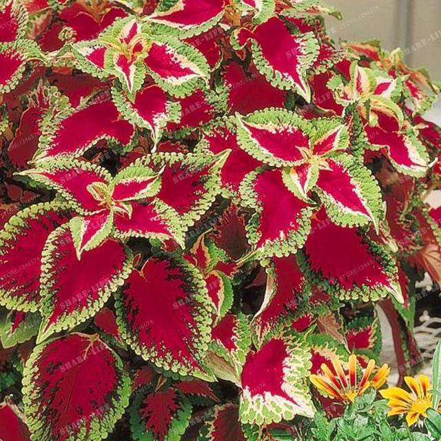 Coleus Hybridus Seeds - Seed World