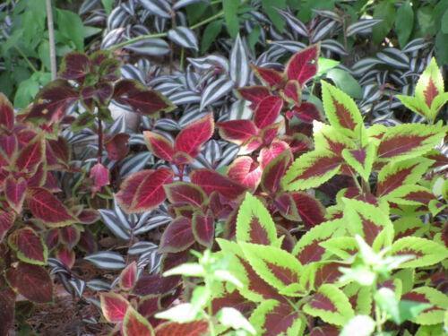 Coleus Hybridus Seeds - Seed World