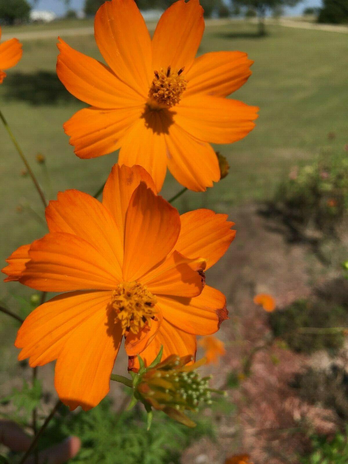 Cosmos Flower Seeds - Seed World
