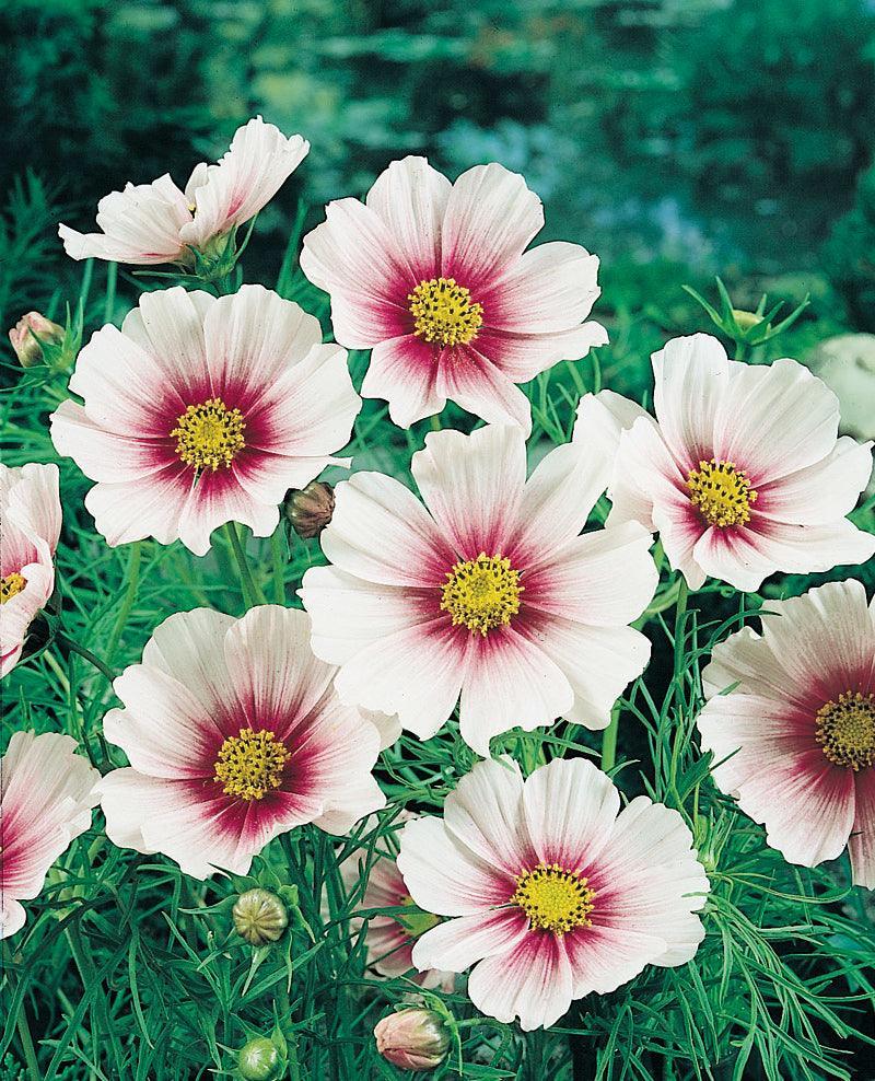 Cosmos Flower Seeds - Seed World