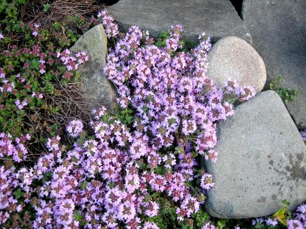 Close-up of creeping thyme flowers with carmine-pink color