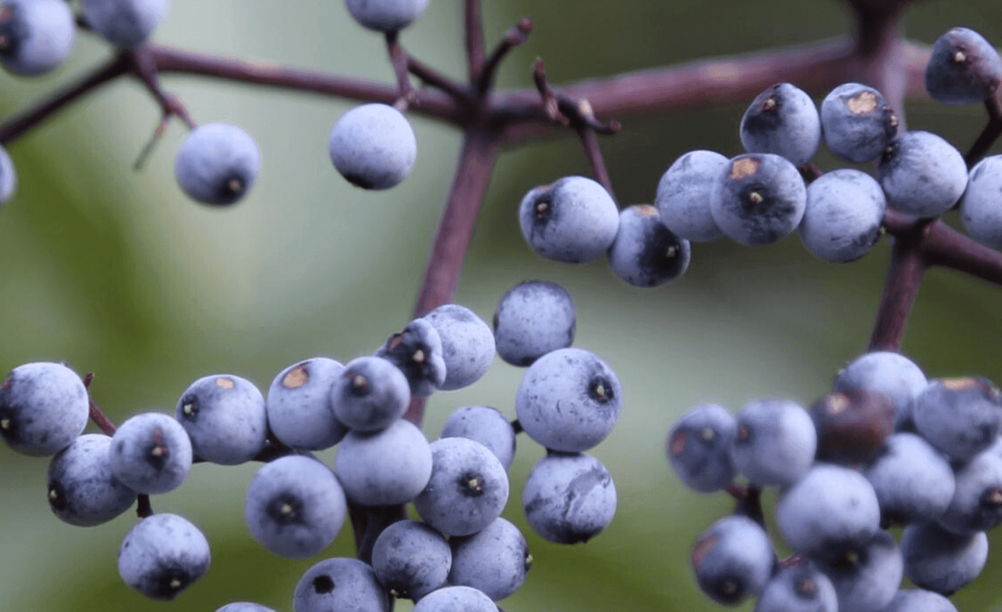 Elderberry Seeds Collection - Seed World