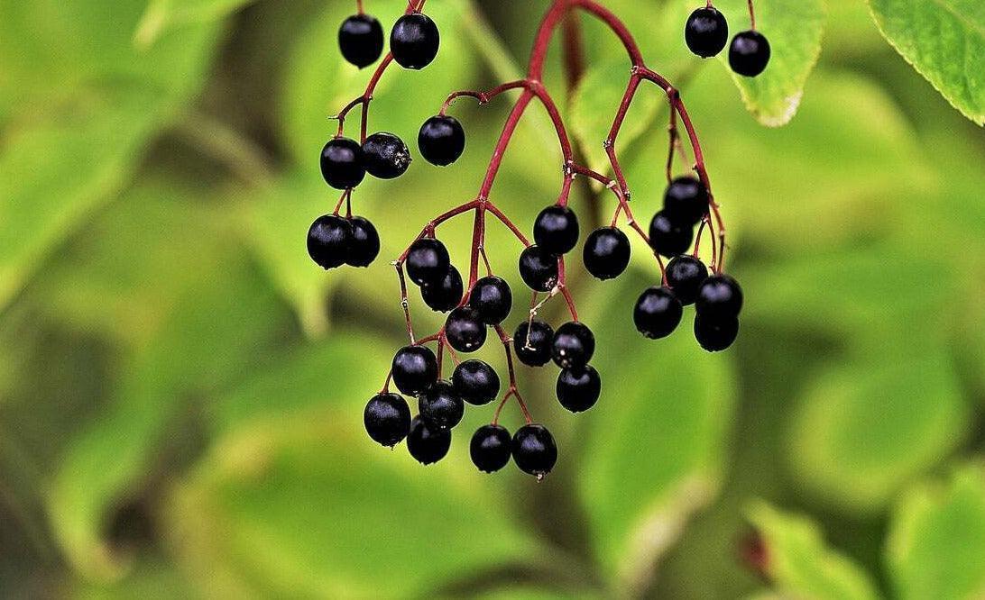 Elderberry Seeds Collection - Seed World