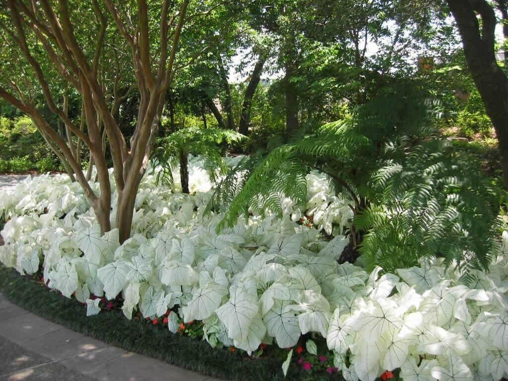 Florida Moonlight Caladium Tropical Bulbs | 2 Pieces size #2 - Seed World