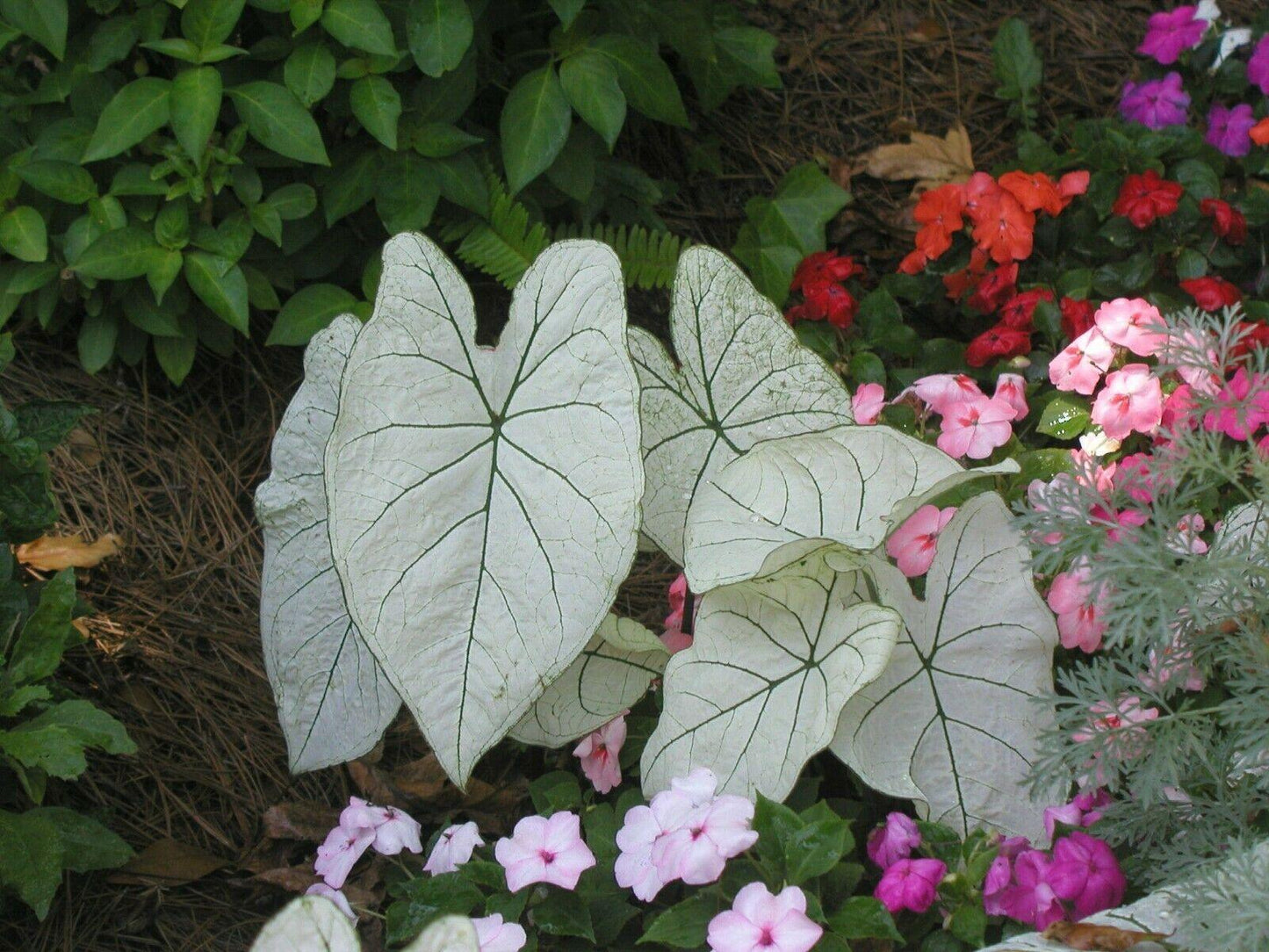 Florida Moonlight Caladium Tropical Bulbs | 2 Pieces size #2 - Seed World