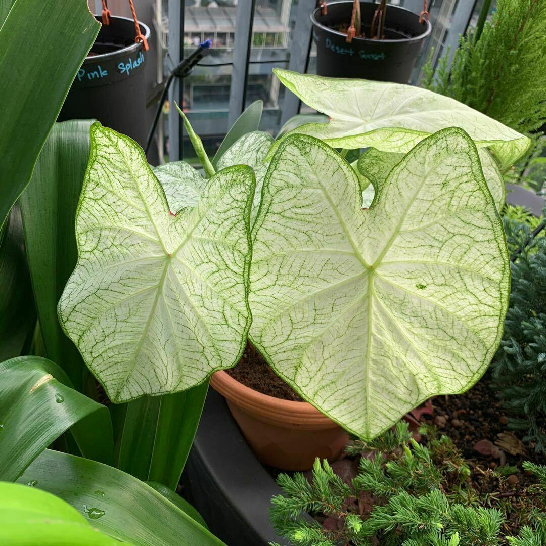 Florida Moonlight Caladium Tropical Bulbs | 2 Pieces size #2 - Seed World