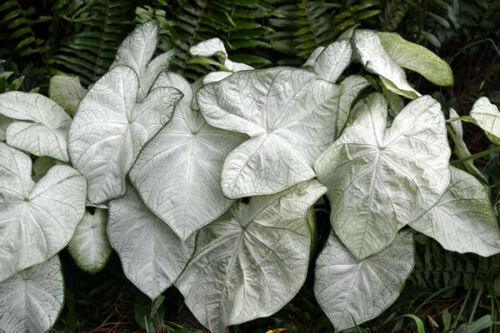 Florida Moonlight Caladium Tropical Bulbs | 2 Pieces size #2 - Seed World