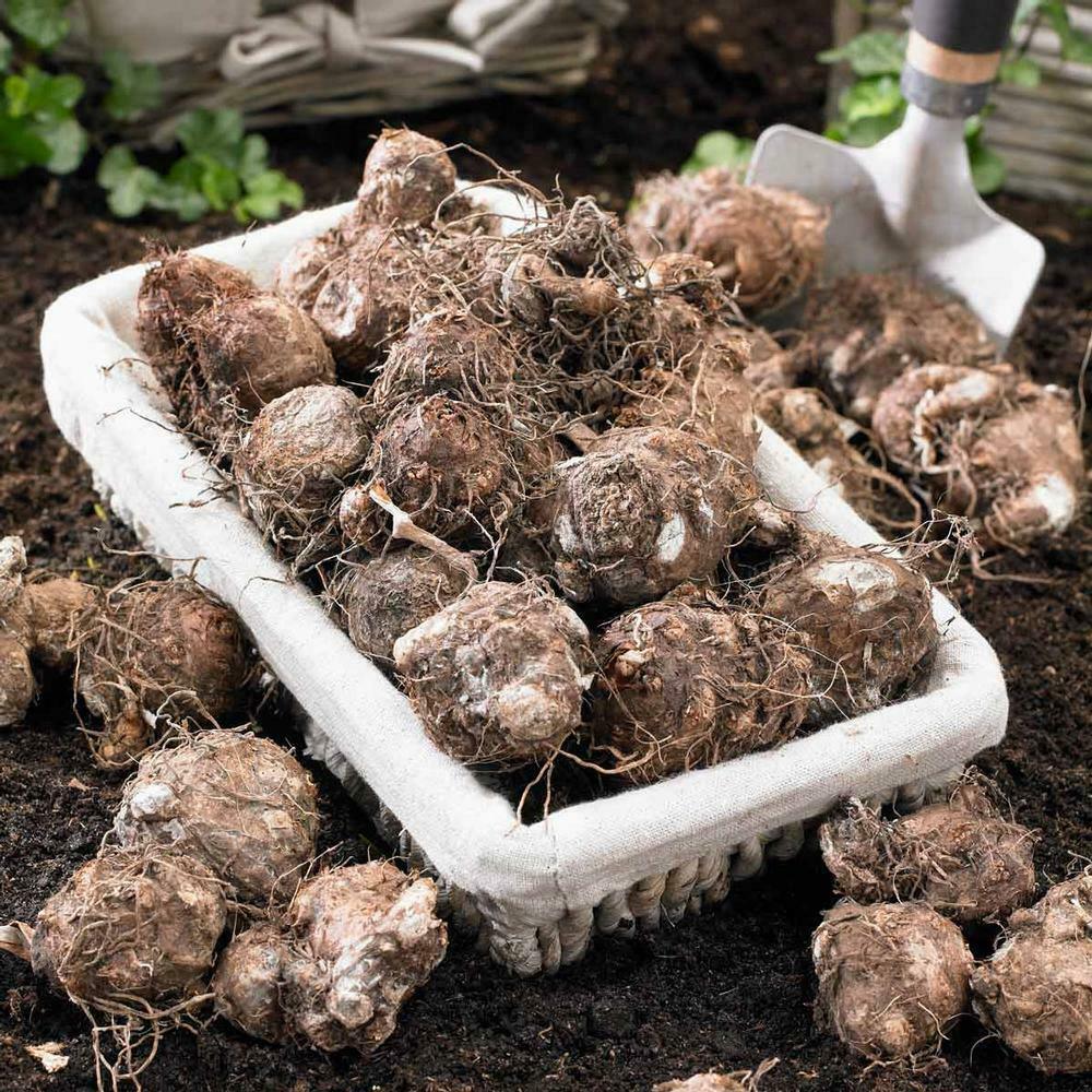Florida Moonlight Caladium Tropical Bulbs | 2 Pieces size #2 - Seed World