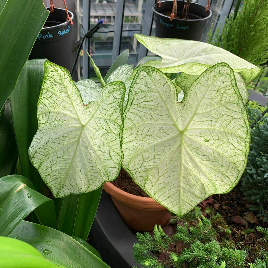 Florida Moonlight Caladium Tropical Bulbs | 2 Pieces size #2 - Seed World