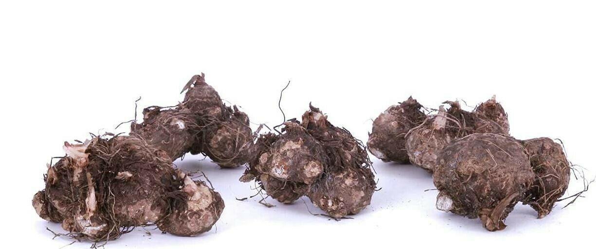 Florida Moonlight Caladium Tropical Bulbs | 2 Pieces size #2 - Seed World