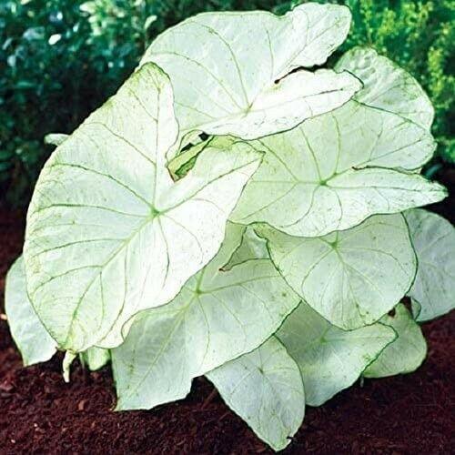 Florida Moonlight Caladium Tropical Bulbs | 2 Pieces size #2 - Seed World