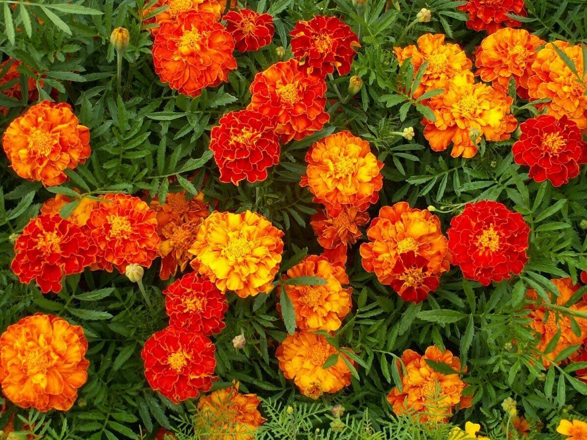 French Marigold Sparky Mix Seeds - Seed World