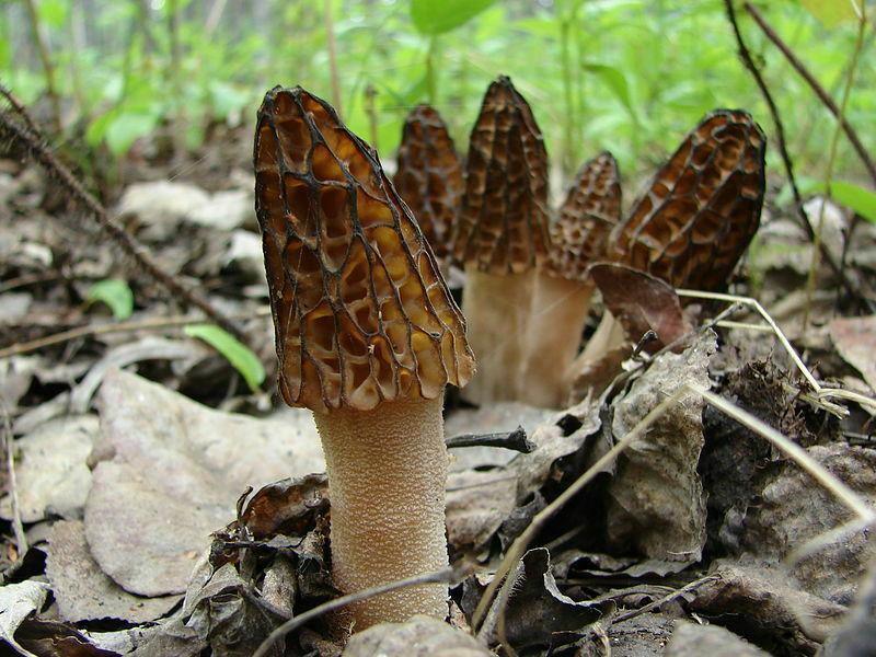 20g Black Morel Mushroom Spores Seeds - Seed World