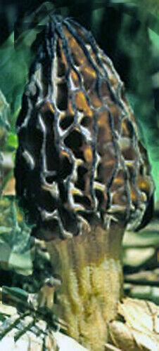 20g Black Morel Mushroom Spores Seeds - Seed World