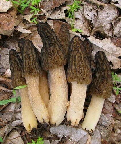 20g Black Morel Mushroom Spores Seeds - Seed World