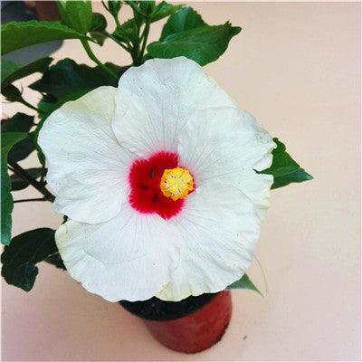 Giant Hibiscus Flower Seeds - Seed World