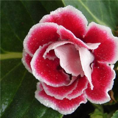 Giant Hibiscus Seeds - Seed World