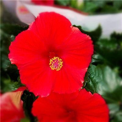 Giant Hibiscus Flower Seeds - Seed World