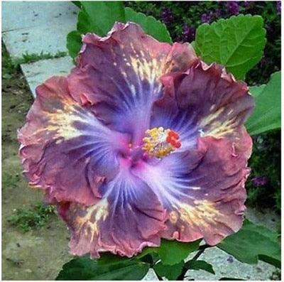 Giant Hibiscus Flower Seeds - Seed World