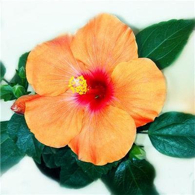 Giant Hibiscus Flower Seeds - Seed World
