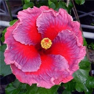 Giant Hibiscus Flower Seeds - Seed World