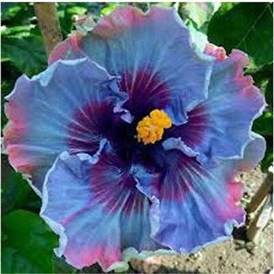 Giant Hibiscus Flower Seeds - Seed World