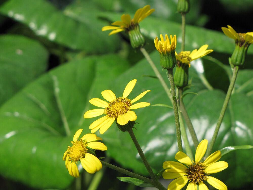 Giant Leopard Plant Seeds – 10 Farfugium Japonicum Seeds - Seed World