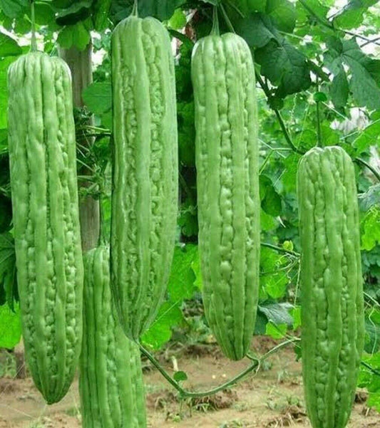 Green Skin Long Bitter Melon Seeds (Ku Gua) β Momordica charantia - Seed World