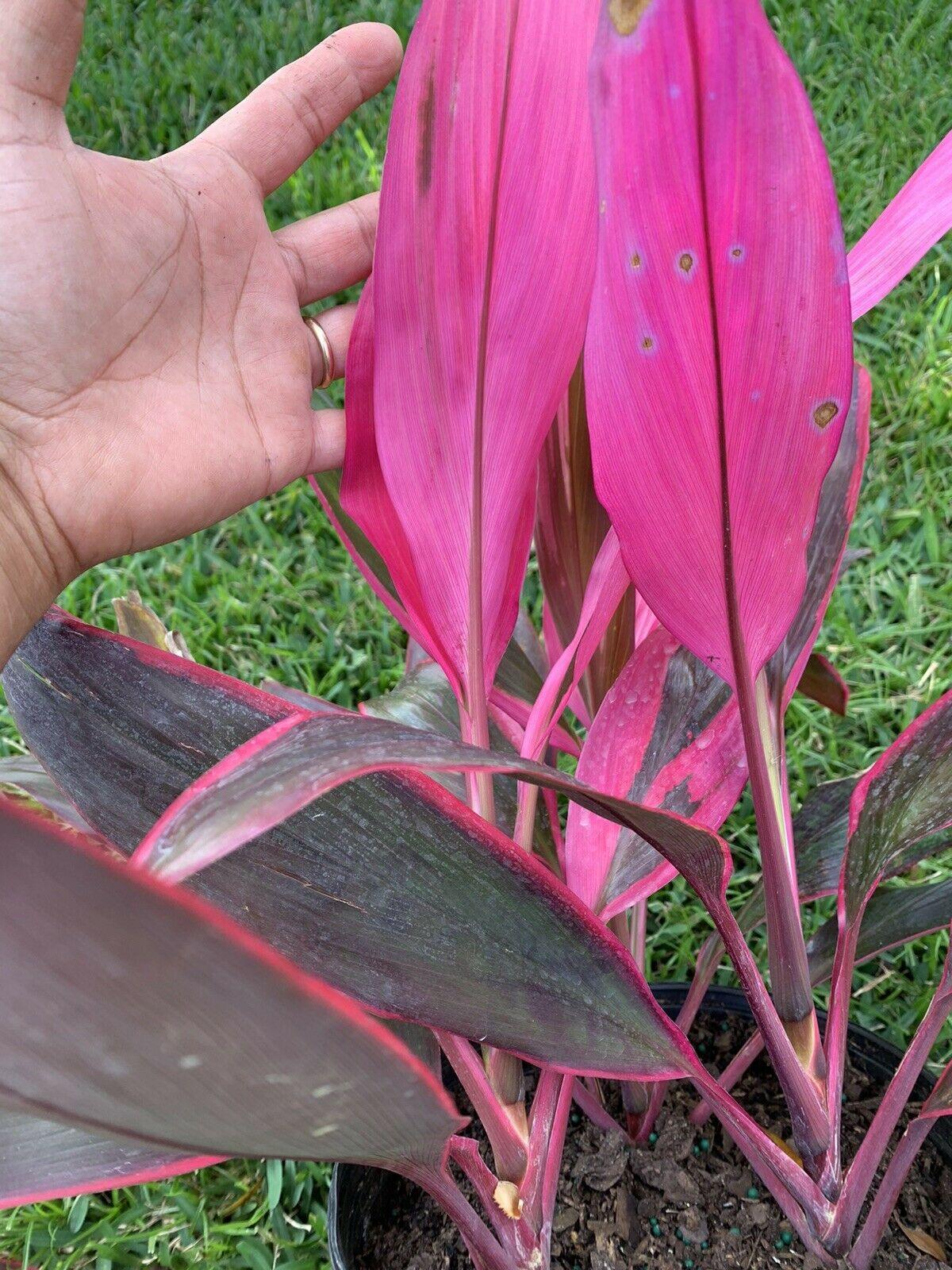 Close-up of vibrant red and pink Ti plant leaves