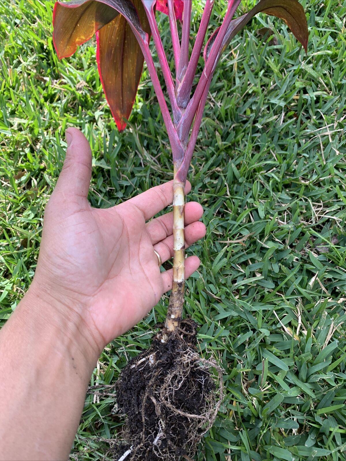 Person holding Hawaiian Red Sister plant (scale reference)