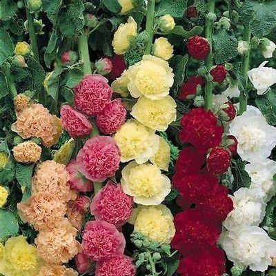 Hollyhock - Carnival Mix Seeds - Seed World