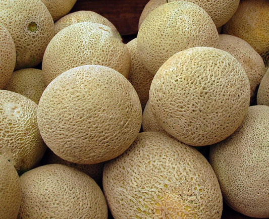 Honey Rock Cantaloupe Seeds - Seed World