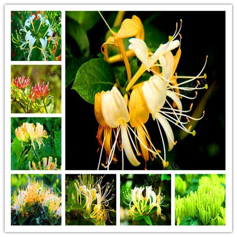 Collage of different honeysuckle flower types in various garden settings