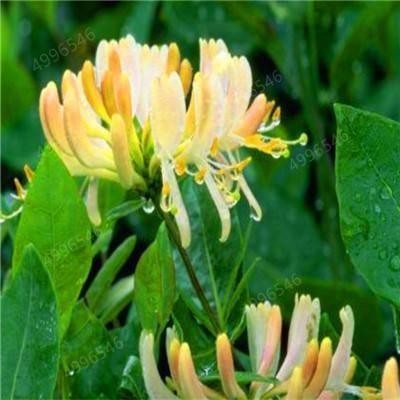 Cream and yellow honeysuckle flowers in full bloom